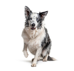 blue eyed blue merle border collie, isolated on white
