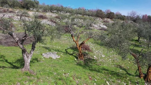 Olive trees for the production of table olive oil, Italy.
Aerial shot with drone