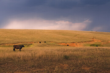 Black lowline dairy cattle (Bos primigenius) in a field with dramatic storm clouds from above in the rural countryside landscape of the Hunter Valley wine region in NSW, Australia.