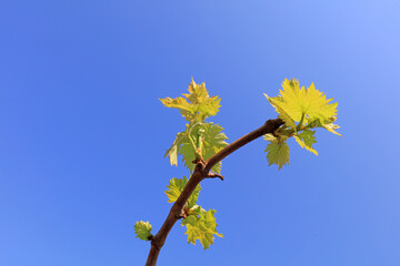 Vines sprout on a farm in North China