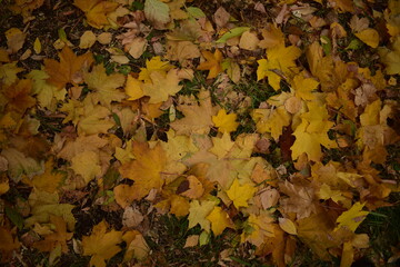 carpet made of autumn maple leaves