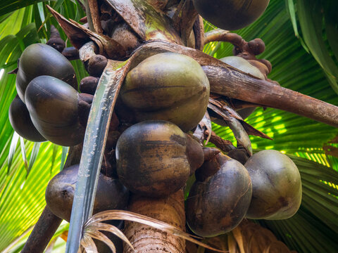 Sea coconut top