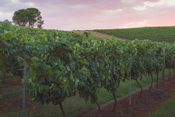 Fototapeta na wymiar A colourful sunset or sunrise over a picturesque rural landscape and vineyard in the Hunter Valley region, renowned wine country in NSW, Australia.