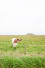 Kuh auf einer Wiese vor einer Warft auf der Hallig Langeneß
