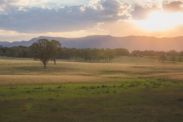 Golden summer sunset or sunrise light cast over a picturesque rural landscape in the Hunter Valley region, renowned wine country in NSW, Australia. - obrazy, fototapety, plakaty