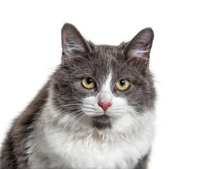 Close-up on a young Crossbreed cat blue eye