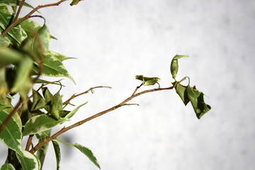 Houseplant in flowerpot on a table near wall.
