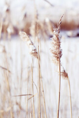 dry reeds and snow at winter