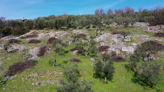 Olive trees for the production of table olive oil, Italy.
Aerial shot with drone