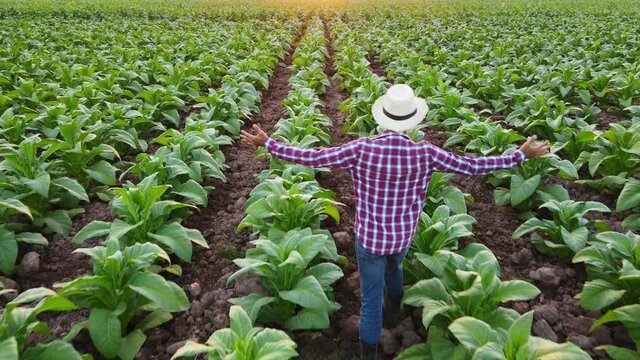 Gardener working in tobacco field