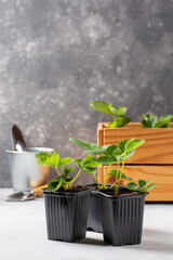 Strawberry seedlings in black plastic pots on gray background.  Gardening concept.