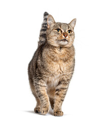 Crossbreed cat looking up, isolated on white