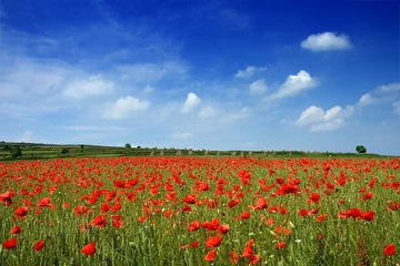 Gordijnen Idyllic view, meadow with red poppies blue sky in the background © Trutta