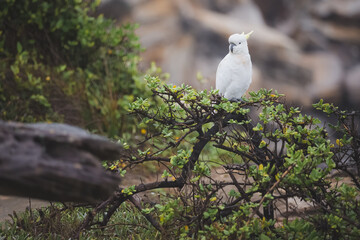 Portrait of an Australian sulphur-crested white cockatoo (Cacatua galerita) in the seaside Bronte...