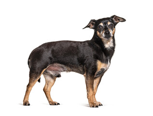 Old black and brown Pinscher Dog, isolated