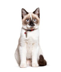 Crossbreed cat wearing a capsule collar tube for identification and a bell
