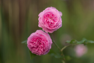 Garden rose in bloom close-up on a blurred background. Pink rose blooms on a bush in summer. A rose flower blooms in a garden park. Blooming flower in the summer garden. texture