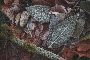 Detailed close up of natural texture from winter crystalised frost on frozen leaves and grass on the ground in the Royal Botanic Garden Edinburgh.