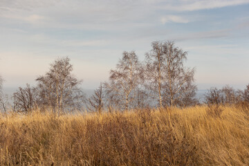 Fototapeta premium Landscape of yellow dry grass and trees without leaves