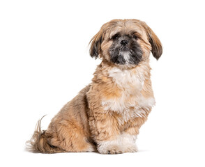 Groomed Beige Shih Tzu dog gromed, Isolated