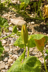 The flowers of a butternut squash plant growing in Friuli-Venezia Giulia, north east Italy
