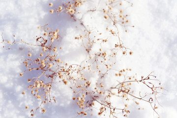dry wild field flower in snow