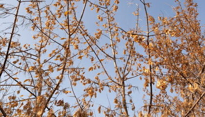 Tree branches with yellow leaves with blue background