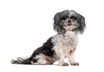Old, dirty and Shaggy Shih Tzu dog, Isolated