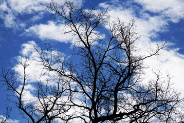 Fototapeta na wymiar Tree with long branches