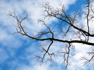 Fototapeta na wymiar Tree with long branches