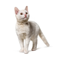 White young Crossbreed cat looking up isolated on white