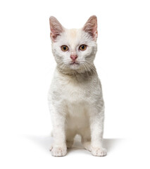 White young Crossbreed cat looking up isolated on white