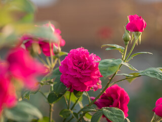 Garden rose in bloom close-up on a blurred background. red rose blooms on a bush in summer. A rose flower blooms in a garden park. Blooming flower in the summer garden. texture