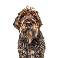 Head shot of a Korthals Griffon isolated on white