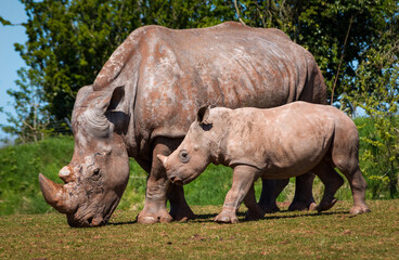 Obraz premium rhino and calf