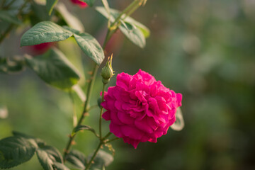 Garden rose in bloom close-up on a blurred background. red rose blooms on a bush in summer. A rose flower blooms in a garden park. Blooming flower in the summer garden. texture