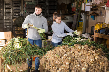 Man and woman sort green onions in vegetable store. High quality photo