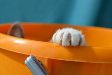 Cat's paw with extended claws on a bucket rim