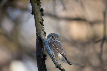 Eurasian pygmy owl sitting on a tree branch, winter