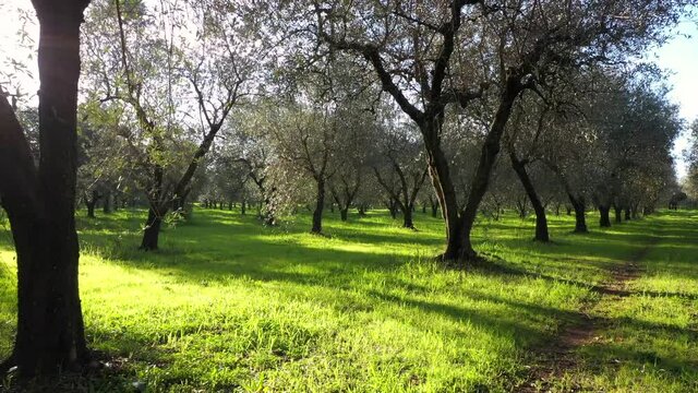 Olive trees for the production of table olive oil, Italy.
Aerial shot with drone