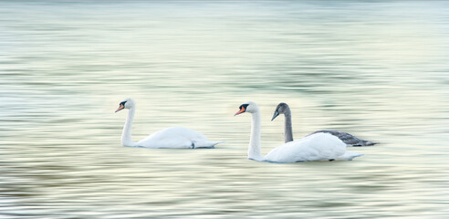 swans on the lake