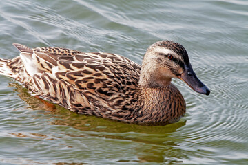 Cane colvert sur l'étang