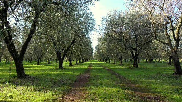Olive trees for the production of table olive oil, Italy.
Aerial shot with drone