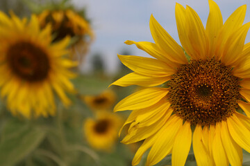 Obraz premium Beautiful close-up sunflowers. Summer vibe. Sunflowers background, nature.