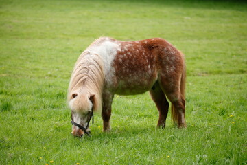 Pferd, Pony auf einer Wiese, Deutschland, Europa