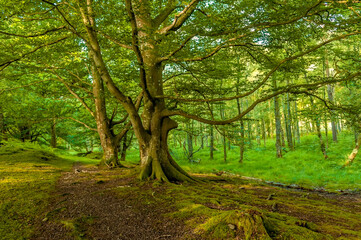 trees in the forest