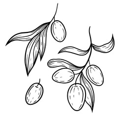 Hand drawn vector olive branch illustration. Isolated black linework olives clipart. Olives elements set. Graphic olives.