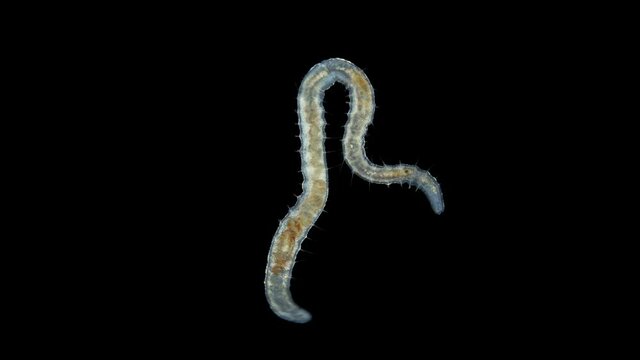 worm Nais sp. under a microscope, Family Naididae, a class of Oligochaeta, feed on plant foods (algae) and the remains of dead organisms, sometimes protozoa.Volga River