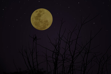 Fototapeta na wymiar Full moon on sky with silhouette tree branch.