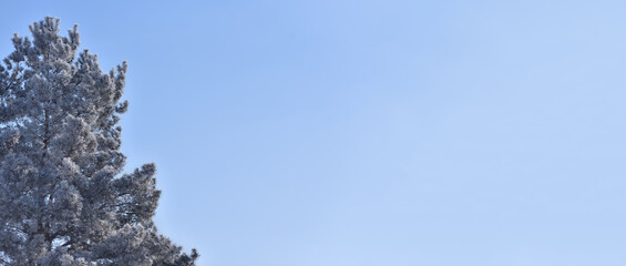 Snow covered pine tree on a blue sky background with copy space for banner